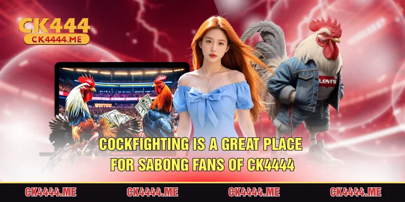 Cockfighting is a great place for Sabong fans of CK4444